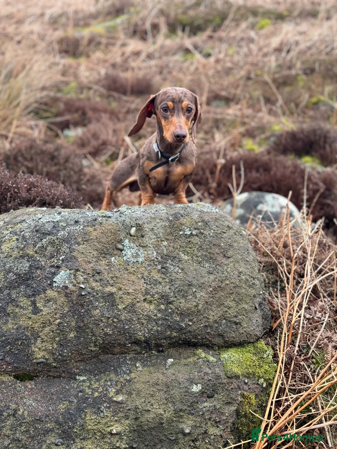 Miniature Dachshund dogs for stud: Miniature Dachshund for stud  in Keighley - Advert 6