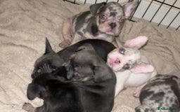 French Bulldog dogs for sale: READY NOW French bulldog puppies  - Advert 32