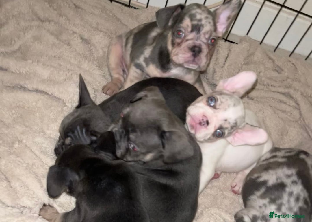 French Bulldog dogs for sale: READY NOW French bulldog puppies  - Advert 32