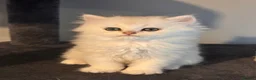 British Shorthair cats for sale: 3 Gorgeous White & Golden Shorthair Boys 🐾 - Advert 19