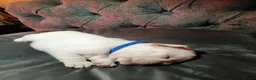 French Bulldog dogs for sale: Beautiful  French  Bulldog  kc reg  PUPPIES  in Hull - Advert 2