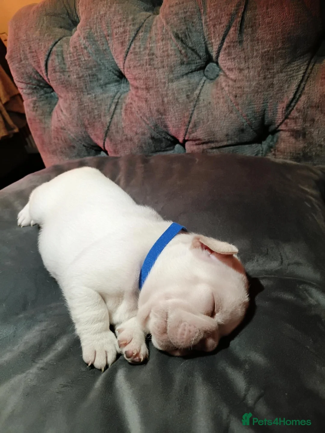 French Bulldog dogs for sale: Beautiful  French  Bulldog  kc reg  PUPPIES  in Hull - Advert 2