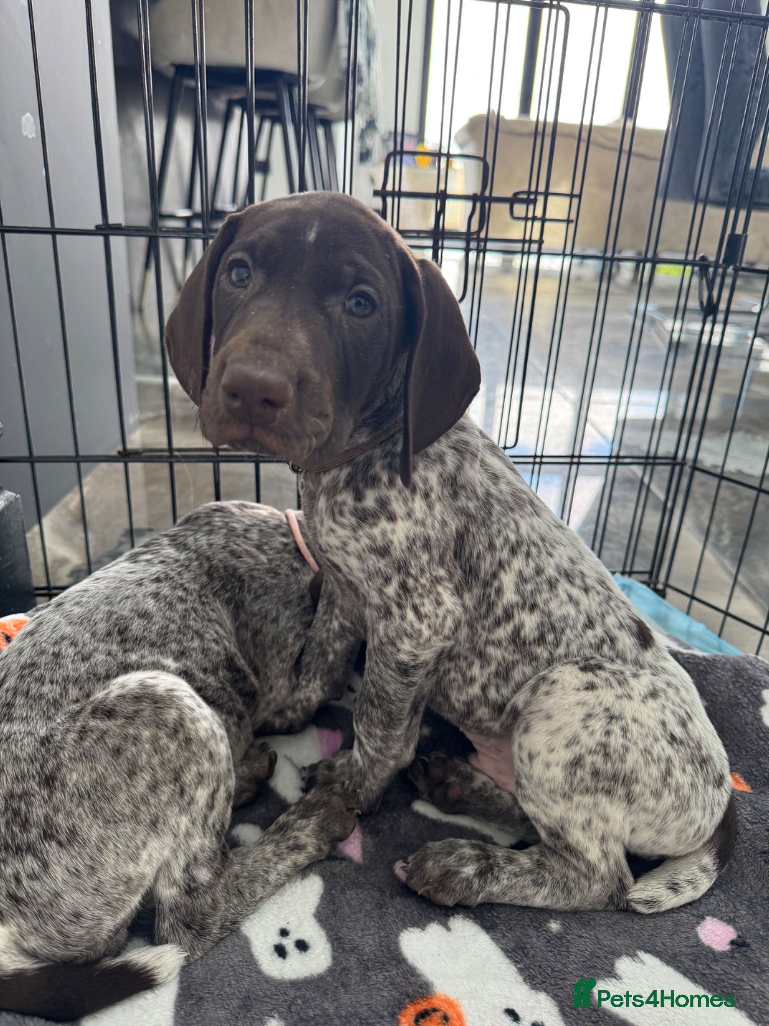 German Shorthaired Pointer dogs LAST GERMAN POINTER PUP  ⭐️DEPOSIT SECURES⭐️ - Advert 1