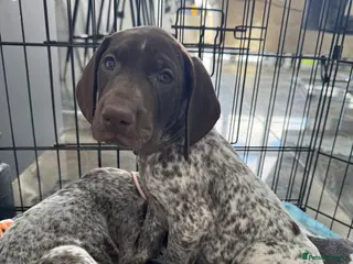 German Shorthaired Pointer dogs LAST GERMAN POINTER PUP ⭐️DEPOSIT SECURES⭐️ - Advert 7