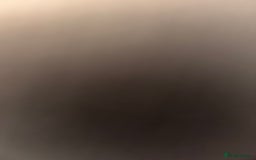 Chow Chow dogs for sale: Beautiful Male Chow Chow - Ready Now - Advert 4