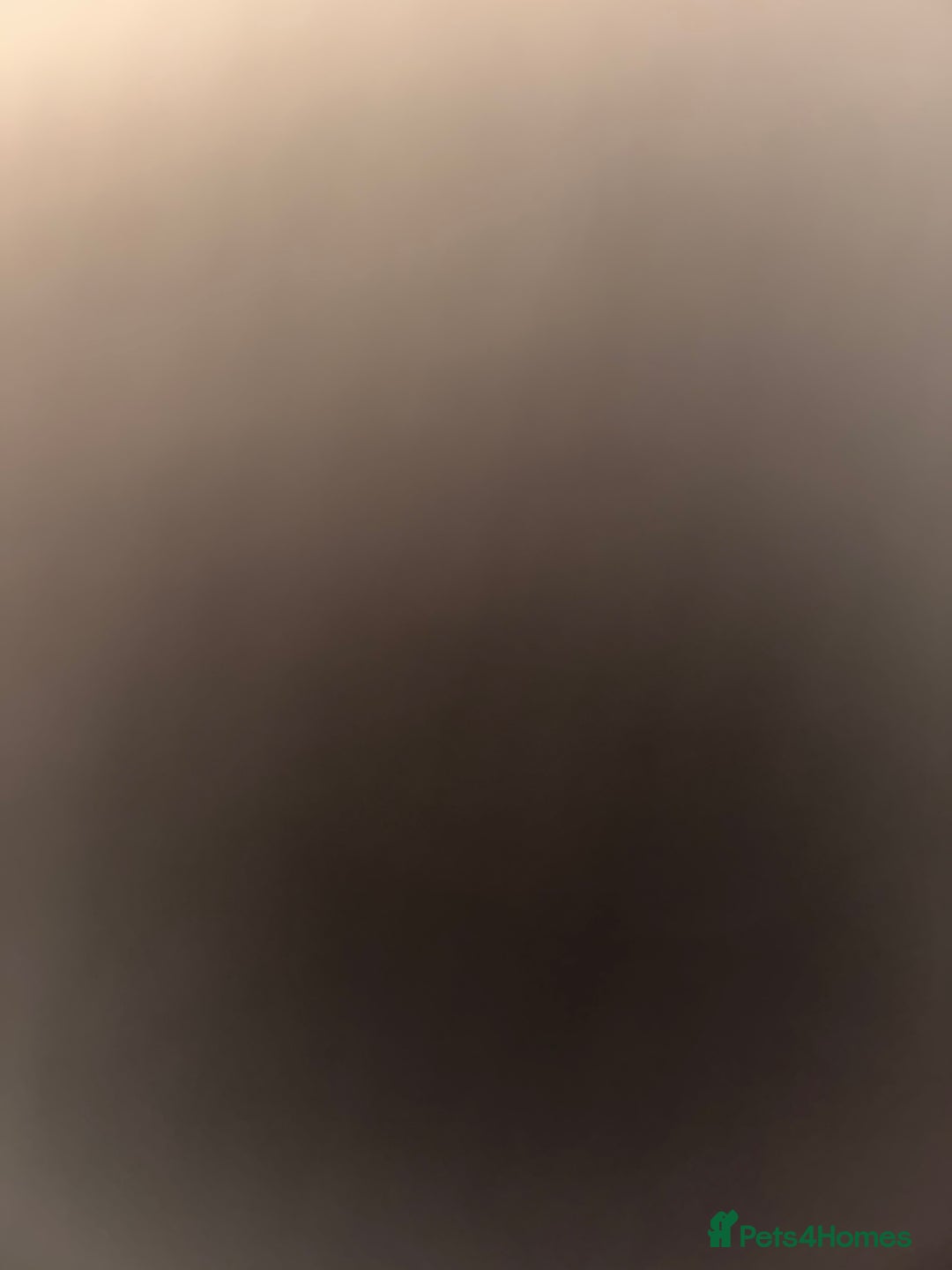 Chow Chow dogs for sale: Beautiful Male Chow Chow - Ready Now - Advert 4