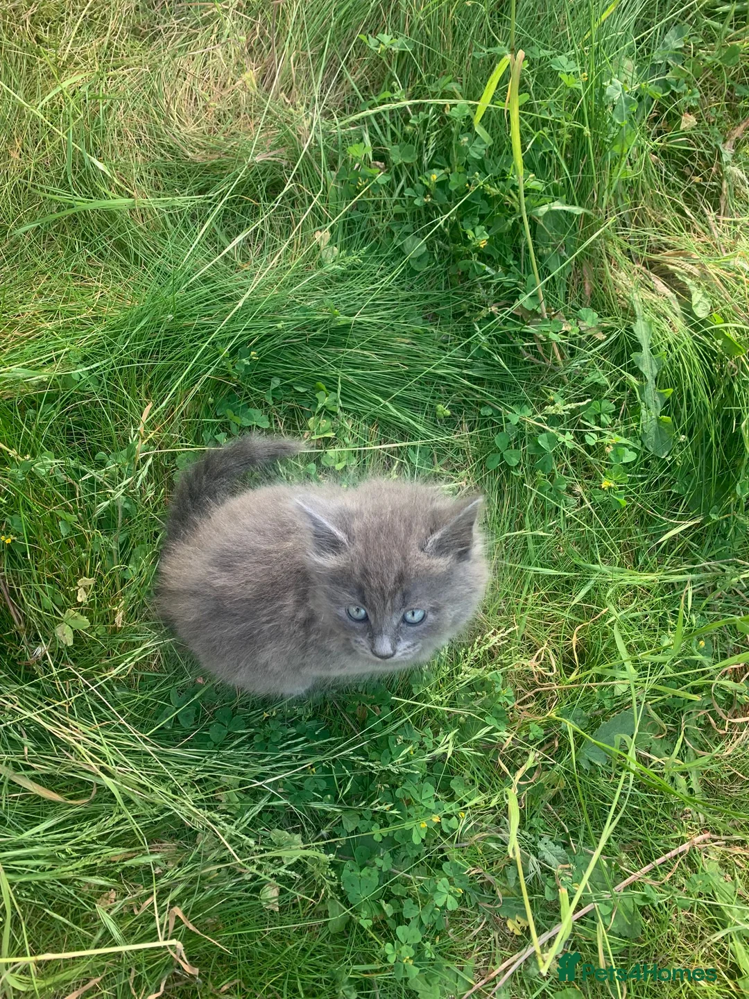 Domestic Shorthair cats for sale: Black kittens available  - Advert 2