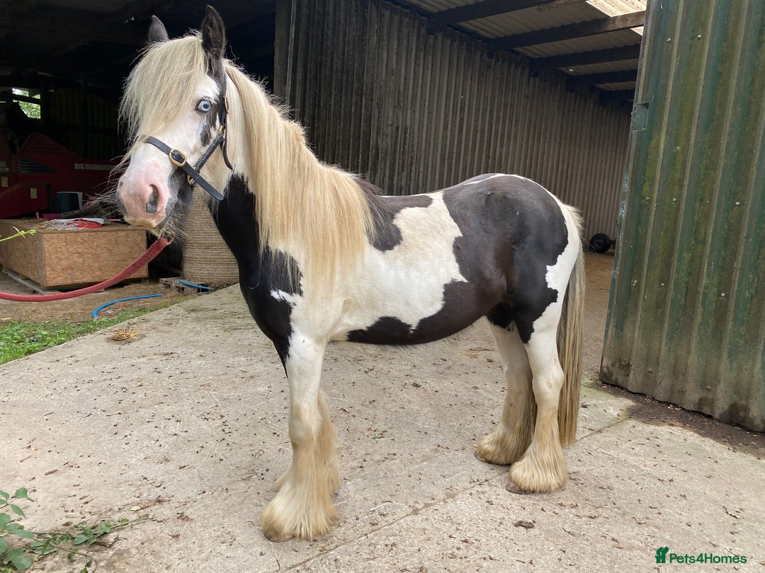 Irish Cob horses for sale: Stunning 2year old cob gelding  - Image 3