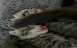 Russian Blue cats for sale: Beautiful silver grey tabby kittens - Image 5