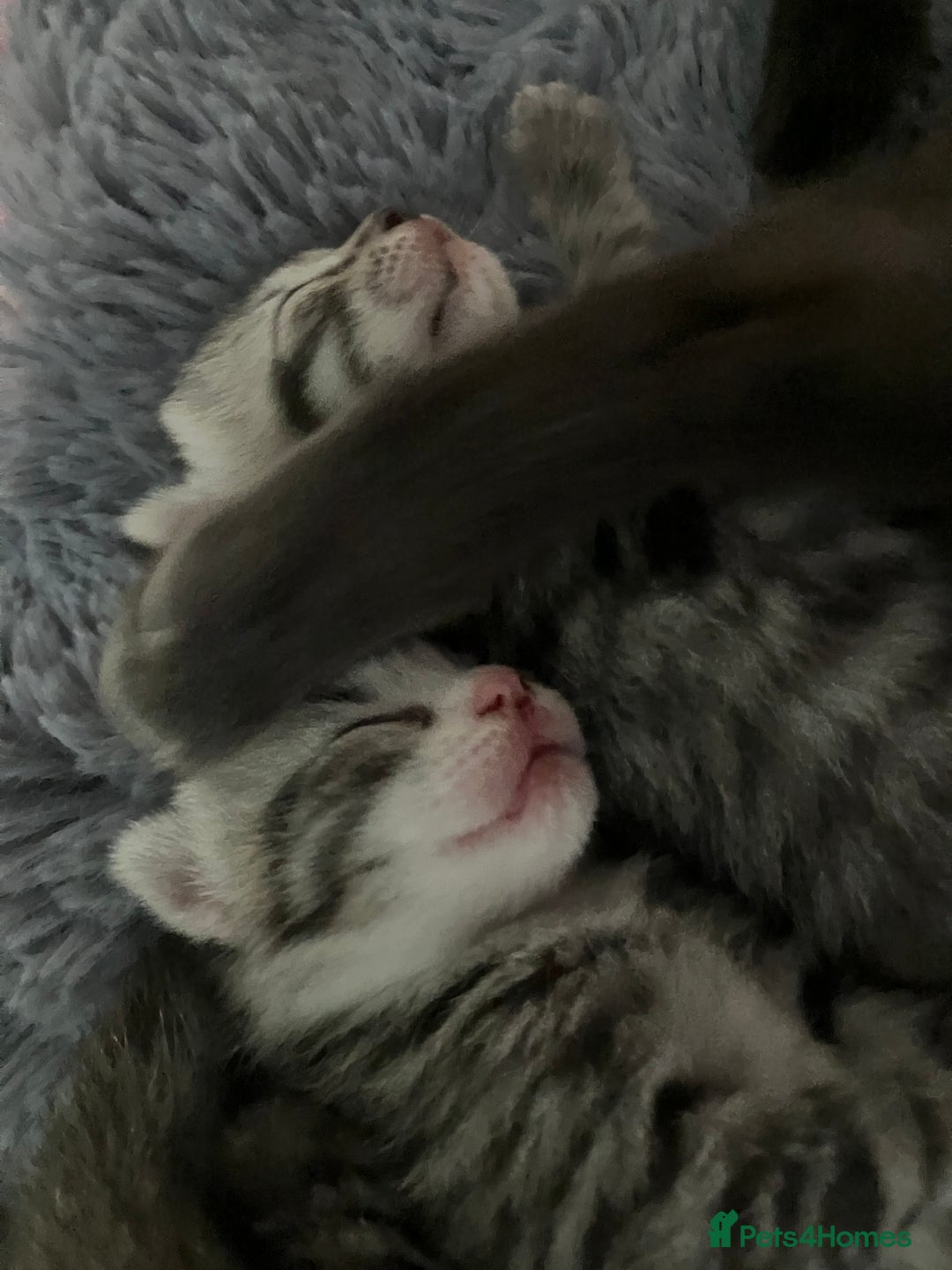 Russian Blue cats for sale: Beautiful silver grey tabby kittens - Image 5