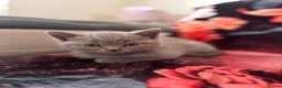 British Shorthair cats for sale: Gorgeous Cream and Lilac British Shorthairs - Advert 13