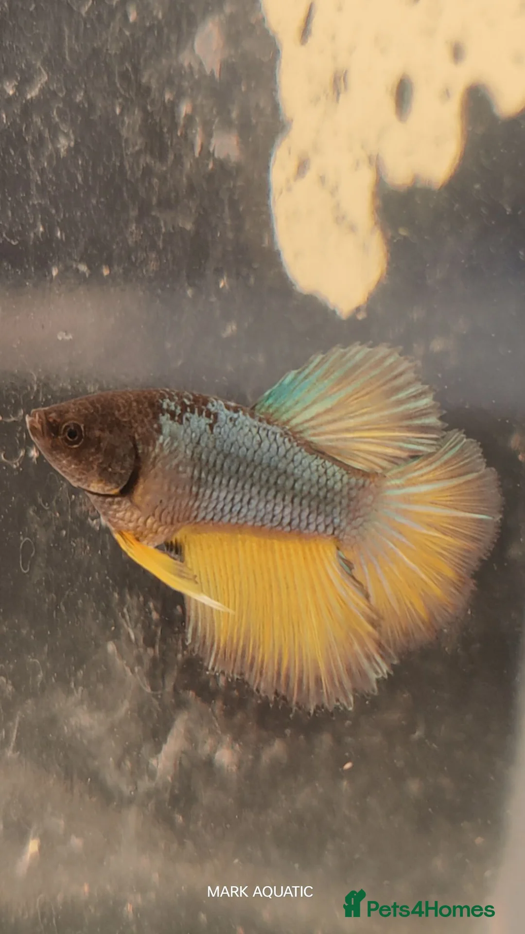 Bettas fish for sale: Betta mustard gas  - Advert 2