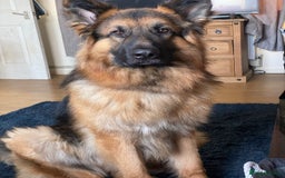 German Shepherd dogs for stud: German Shepherd For Stud - Image 3