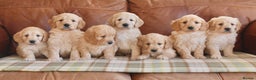 Mini Goldendoodle dogs for sale: Quality Health Tested F1 Miniature Goldendoodles  - Advert 6