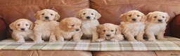 Mini Goldendoodle dogs for sale: Quality Health Tested F1 Miniature Goldendoodles  - Advert 6