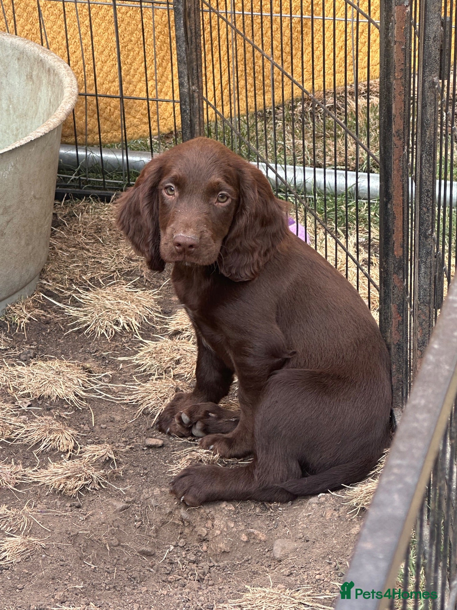 Sprocker dogs *Ready now* Sprocker spaniel puppies 1 left  - Advert 3