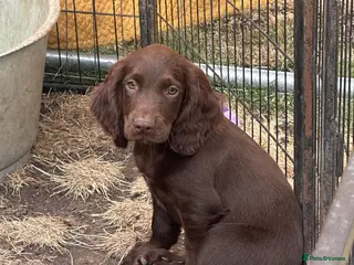 Sprocker dogs *Ready now* Sprocker spaniel puppies 1 left - Advert 3