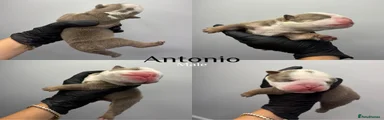 Antonio 