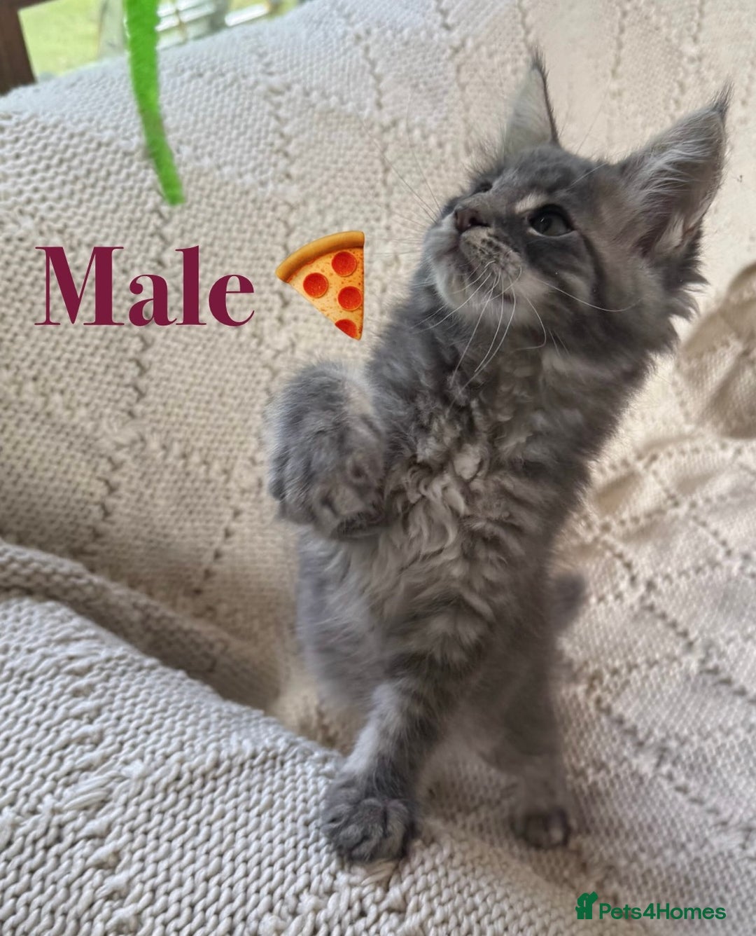 Maine Coon cats for sale: Beautiful pedigree maine coons, open to offers - Image 15