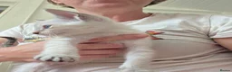 Snowshoe cats for sale: Rare TICA registered Snowshoe kittens - Advert 6