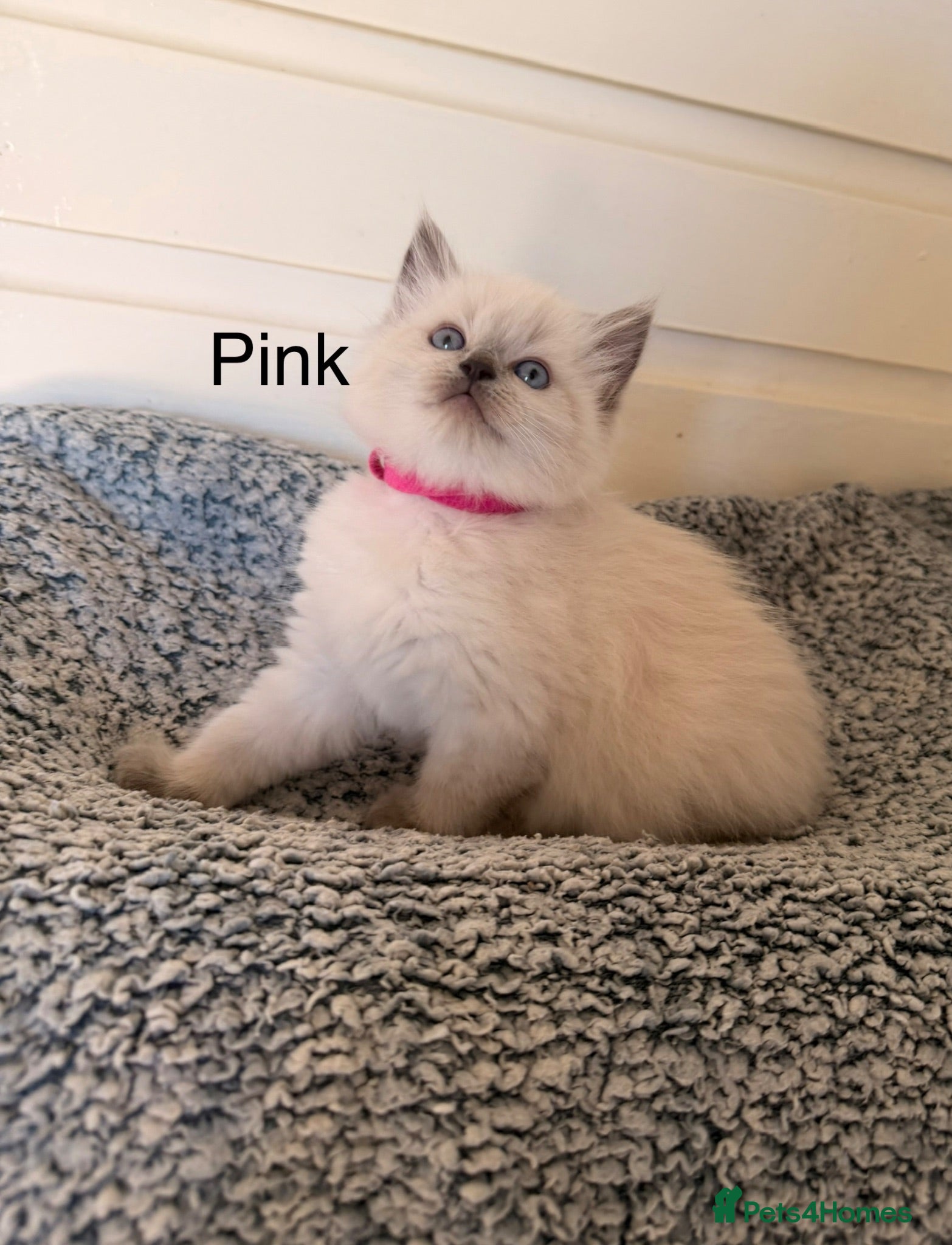 Ragdoll cats 4 girls left -Purebred blue point ragdolls - Advert 5