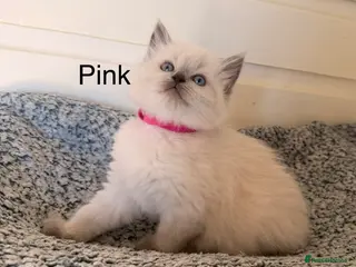 Ragdoll cats 4 girls left -Purebred blue point ragdolls - Advert 5