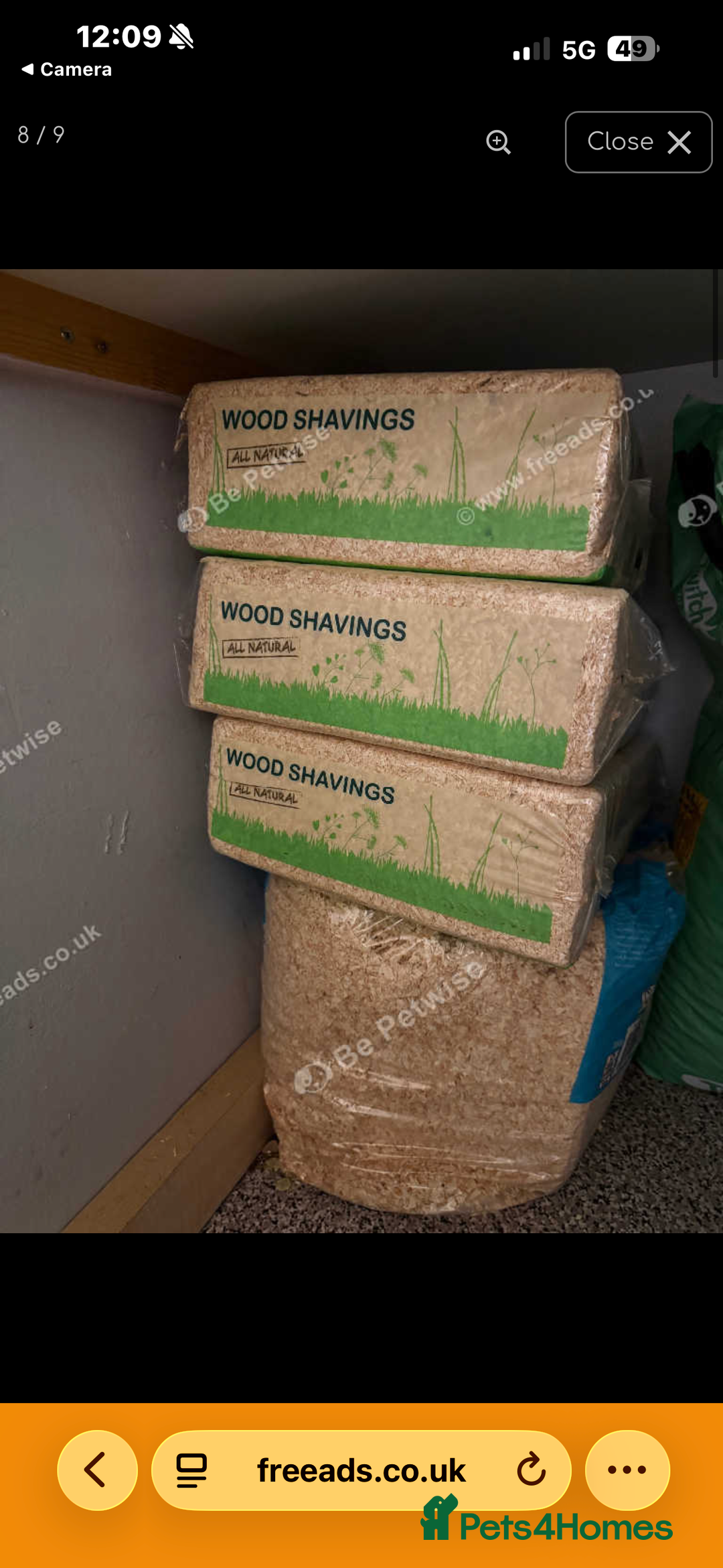 Silver Fox rabbits for sale: 2 bonded females  in Willenhall - Advert 4