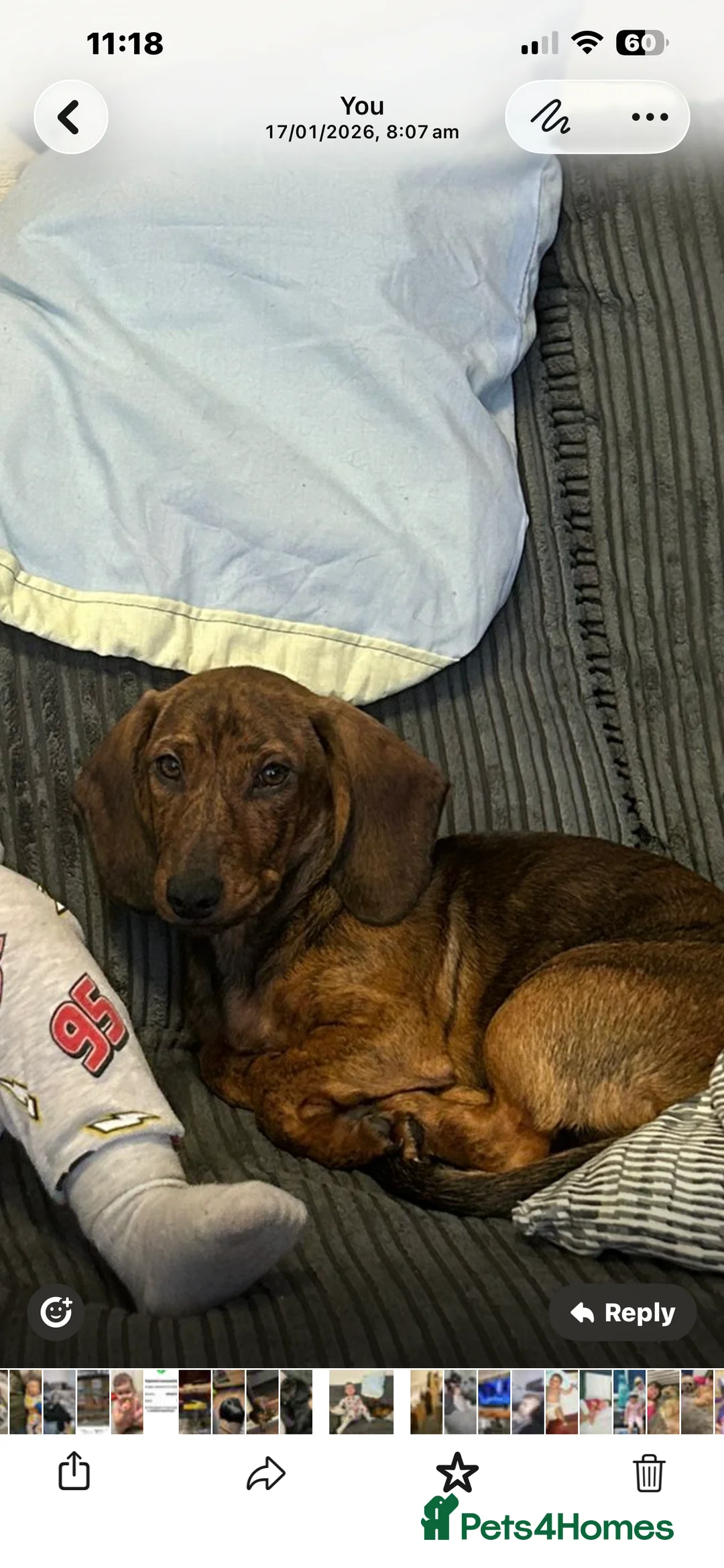 Mixed Breed dogs for sale: Male Dachshund cross for Sale  in Rowley Regis - Advert 2