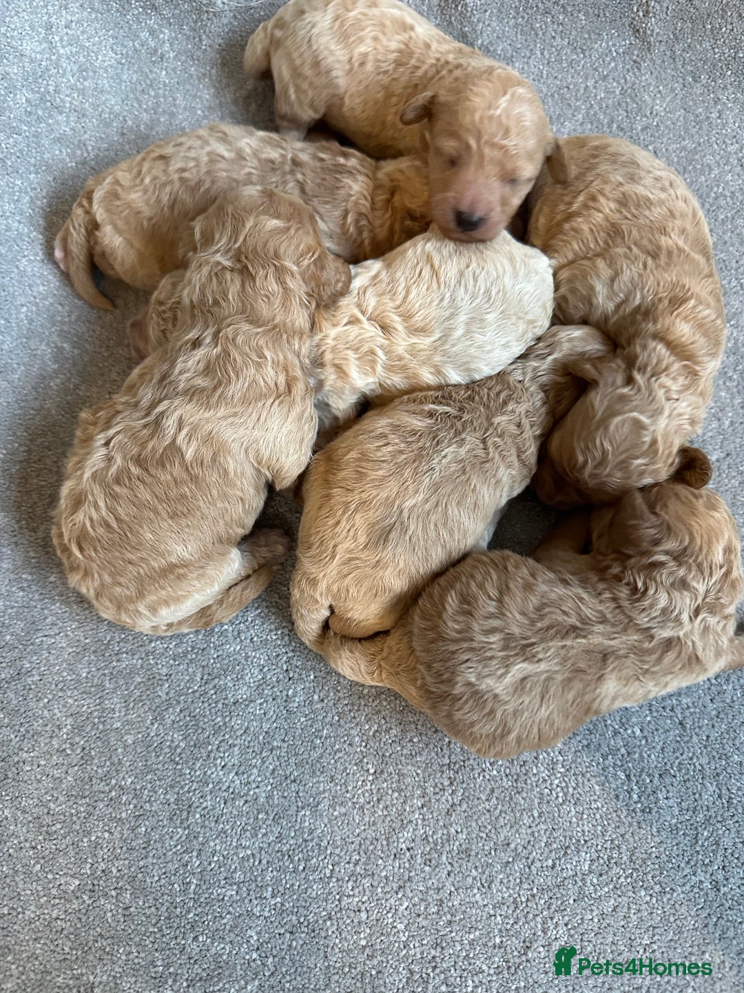 Poochon dogs for sale: F1 Poochon Puppies  - Image 4