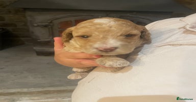 Cockapoo dogs - Advert 2