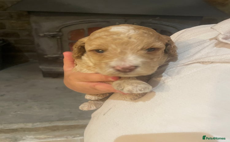 Cockapoo dogs - Advert 2