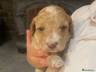 Cockapoo dogs - Advert 5