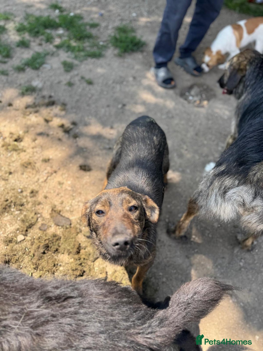 Mixed Breed dogs for adoption: LOTTIE - a Lovely girl for a Loving Home - Image 17