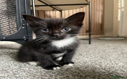 British Longhair cats for sale: Honey’s Kittens!  - Image 21