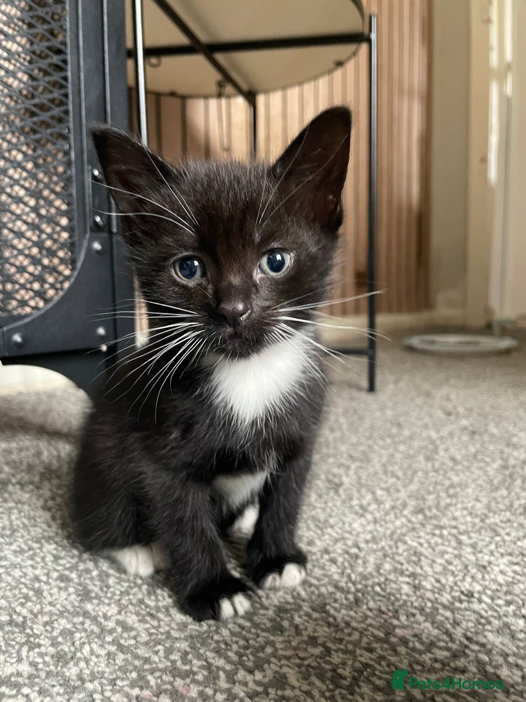 British Longhair cats for sale: Honey’s Kittens!  - Image 21