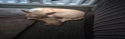 Chihuahua dogs for sale: 2 girl chihuahua left ready 10th August  - Advert 14