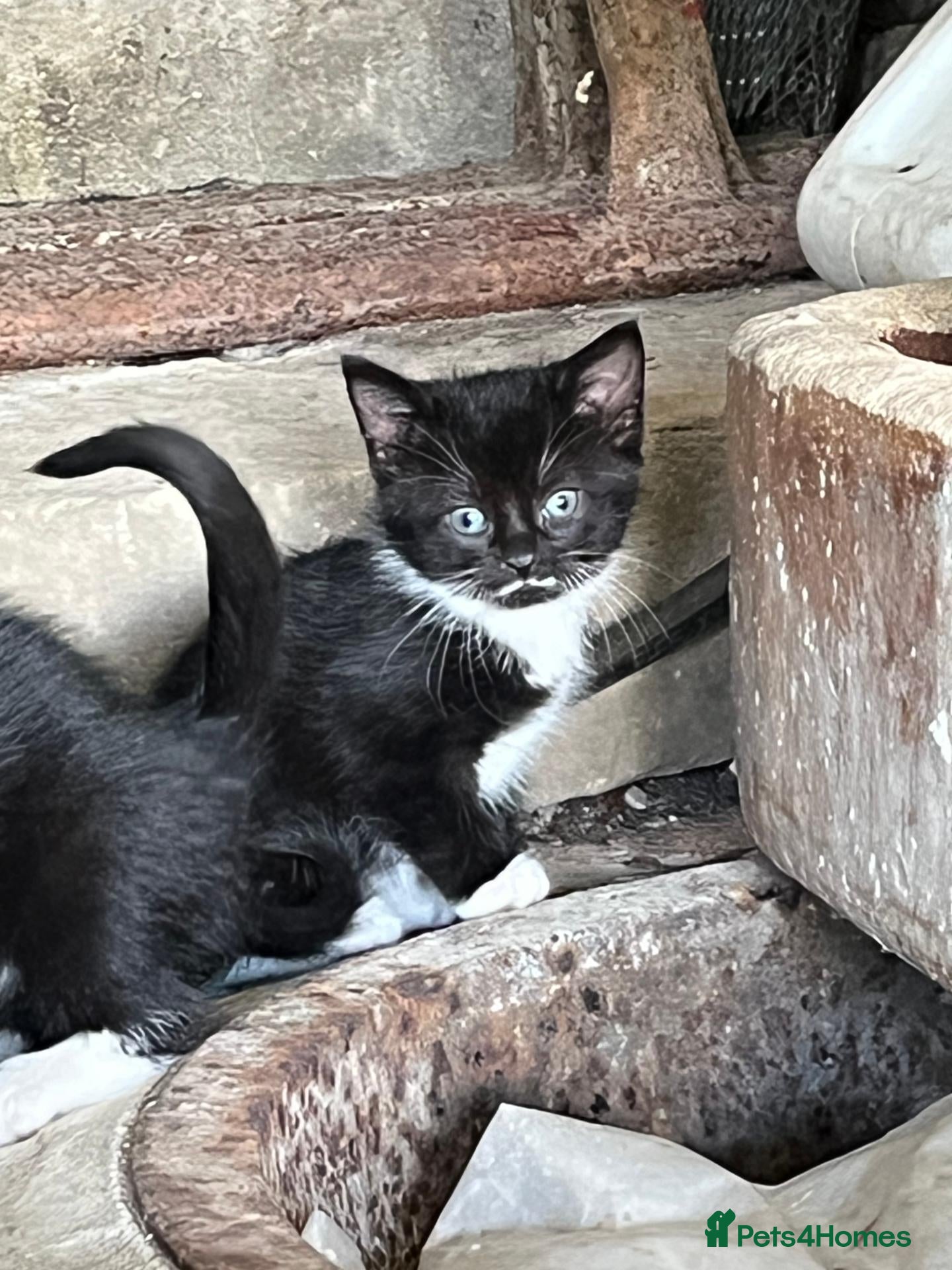 Mixed Breed cats Farm Kittens looking for their forever home. - Advert 10