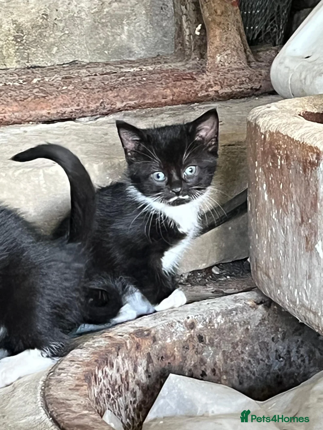 Mixed Breed cats for sale: Farm Kittens looking for their forever home. - Advert 1