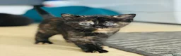 British Longhair cats for sale: Kittens - Advert 5