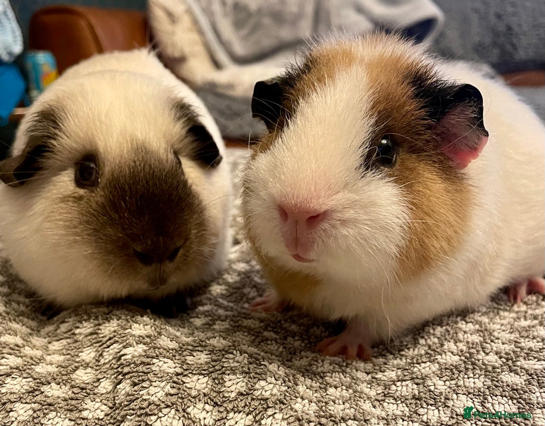 Guinea Pig rodents for sale: Baby boy Californian point guinea pig - Advert 8