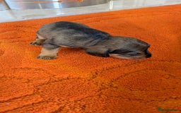 Mixed Breed dogs for sale: 3/4Dachshund X 1/4Jack  - Image 23