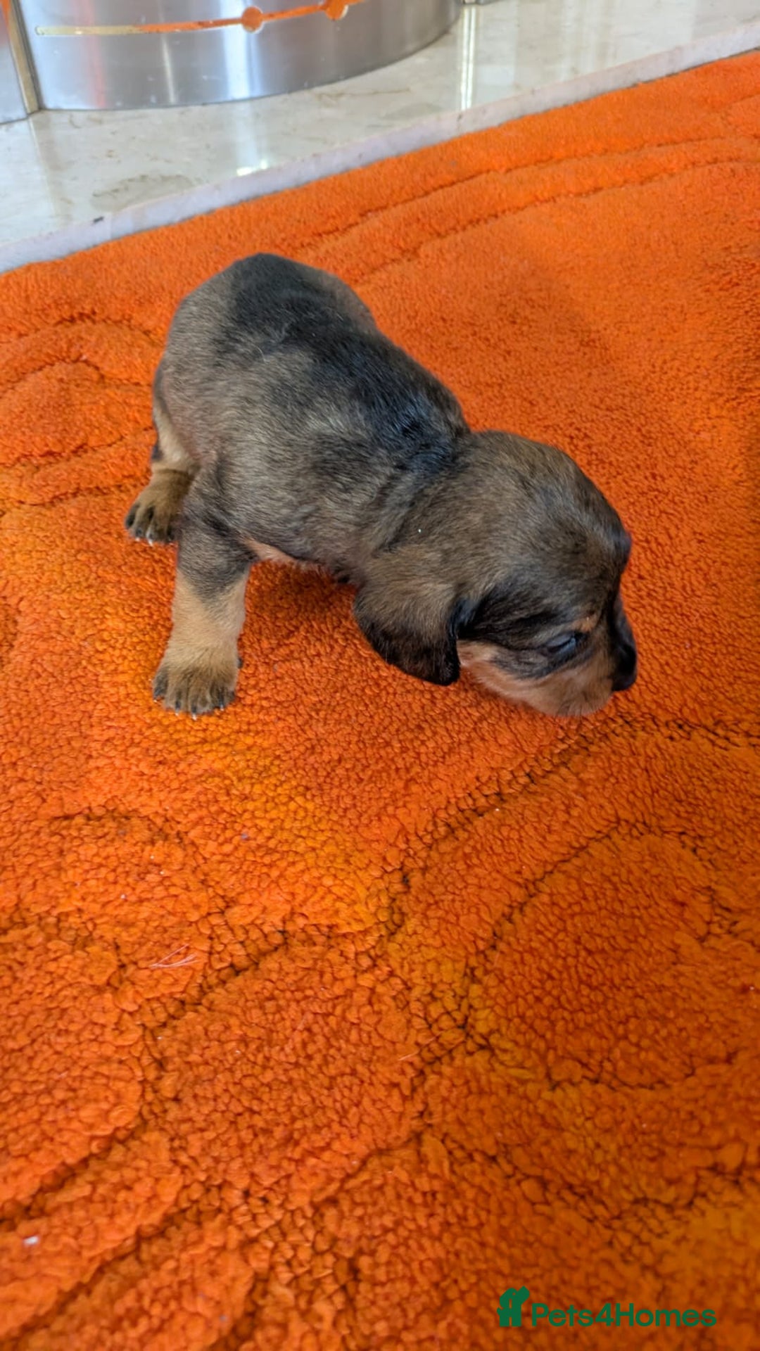 Mixed Breed dogs for sale: 3/4Dachshund X 1/4Jack  - Image 23