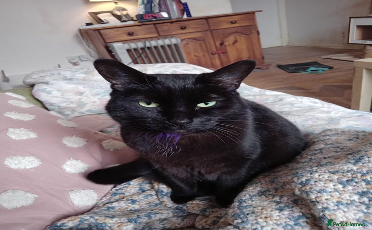 Mixed Breed cats - Advert 14