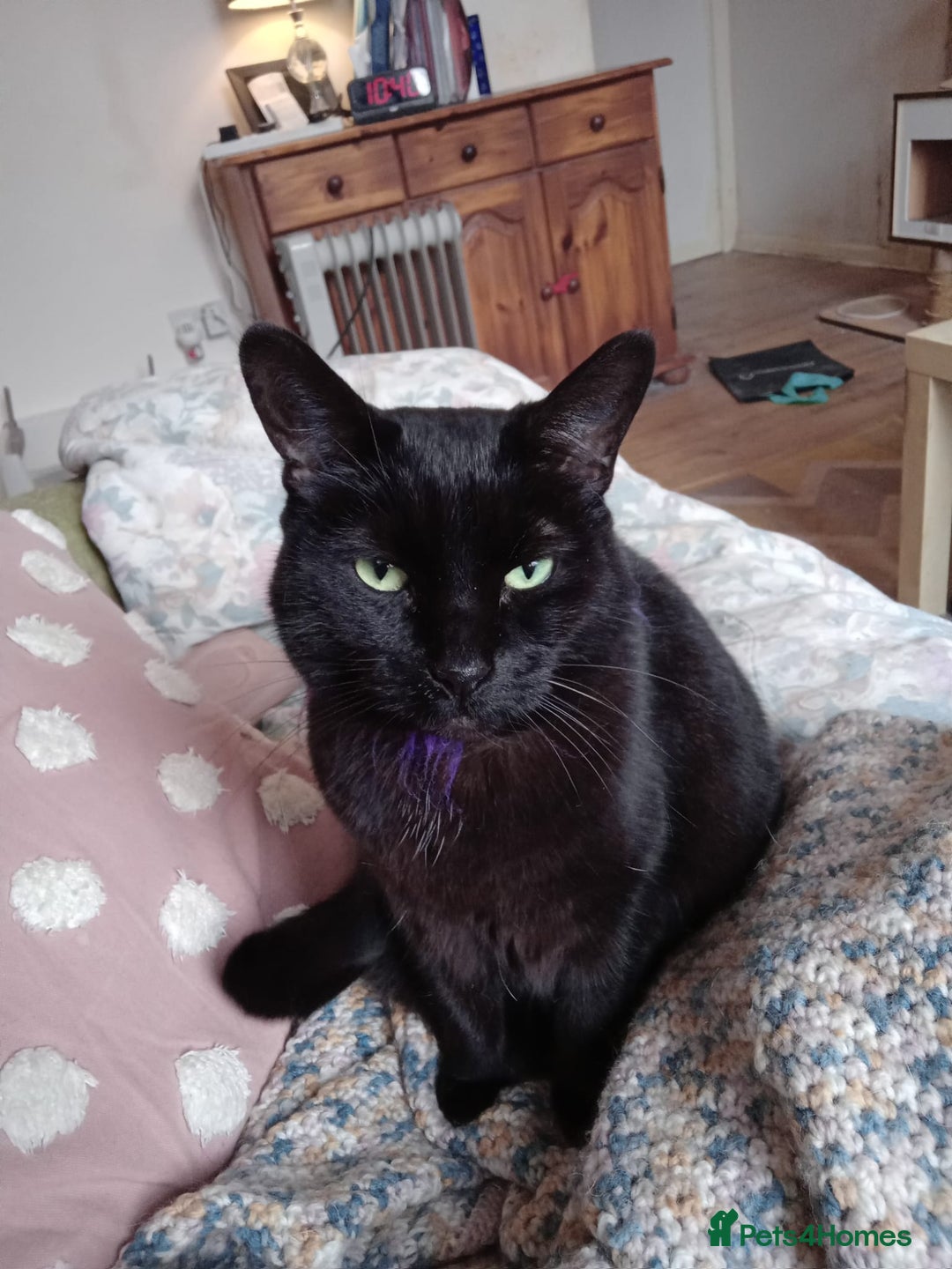 Mixed Breed cats for sale: Binxx - Image 1