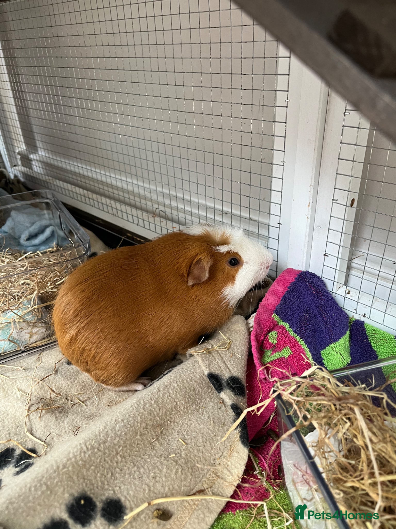 Guinea Pig rodents for sale: 2 gorgeous guinea pigs and home  - Advert 1