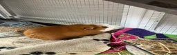 Guinea Pig rodents for sale: 2 gorgeous guinea pigs and home  in London - Advert 1