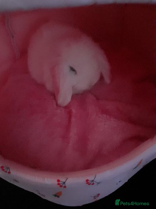 Mini Lop rabbits Baby bunny looking for new home - Advert 3