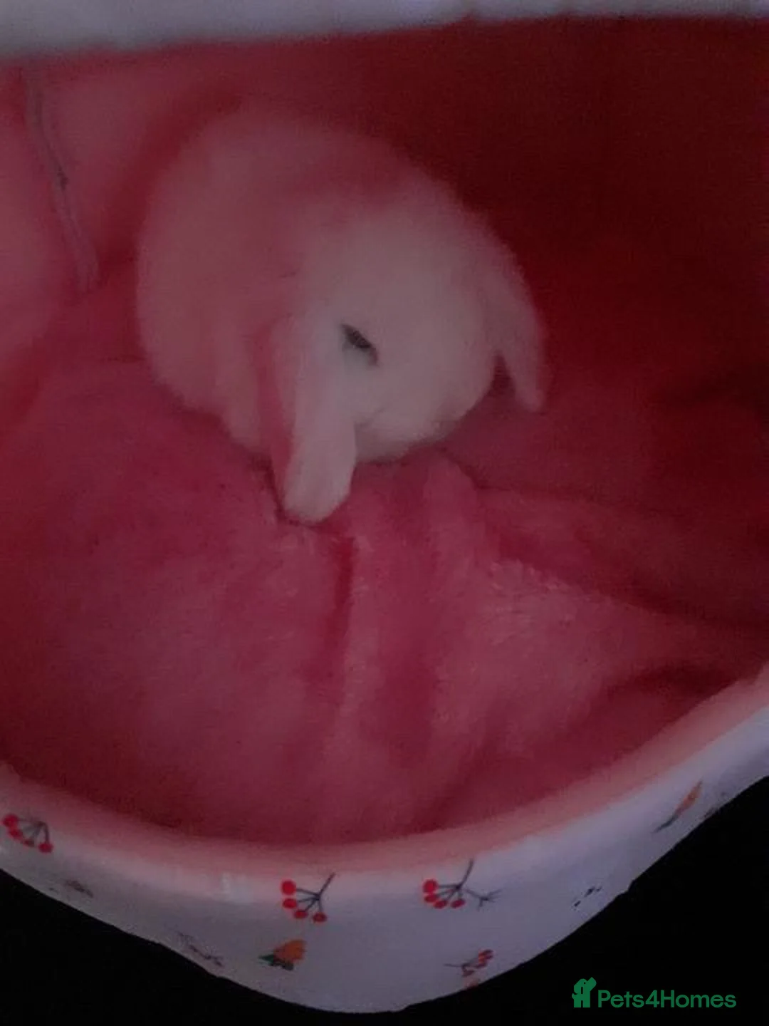Mini Lop rabbits for sale: Baby bunny looking for new home - Advert 1