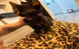 Mixed Breed cats for sale: 3 stunning kittens  - Image 3