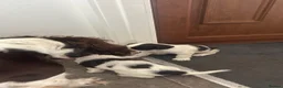 English Springer Spaniel dogs for sale: Girl. Liver and white.  - Advert 5